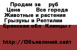 Продам за 50 руб. › Цена ­ 50 - Все города Животные и растения » Грызуны и Рептилии   . Брянская обл.,Клинцы г.